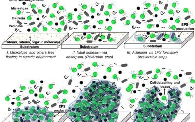 Microalgal biofilms: A further step over current microalgal cultivation techniques