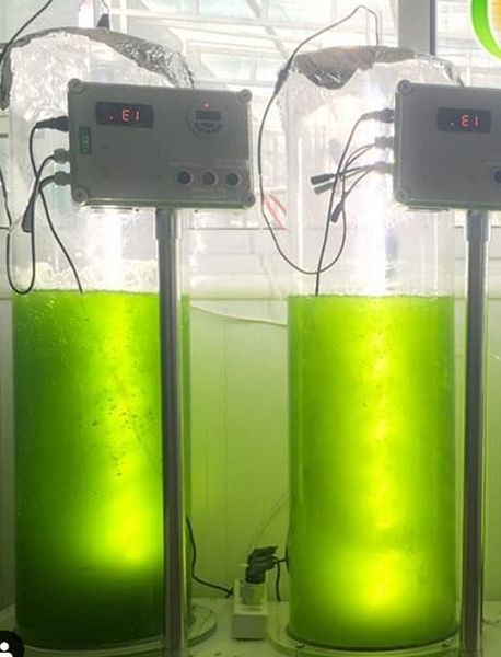 STEM Educational Kit Microalgae Photobioreactor